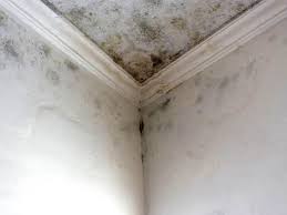 Why You Should Choose Our Mold Remediation Services in West Mifflin, PA