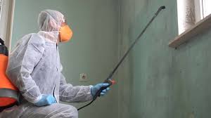 Best Basement Mold Removal  in West Mifflin, PA